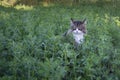 long-haired cat sitting immersed in a sea of grass Royalty Free Stock Photo